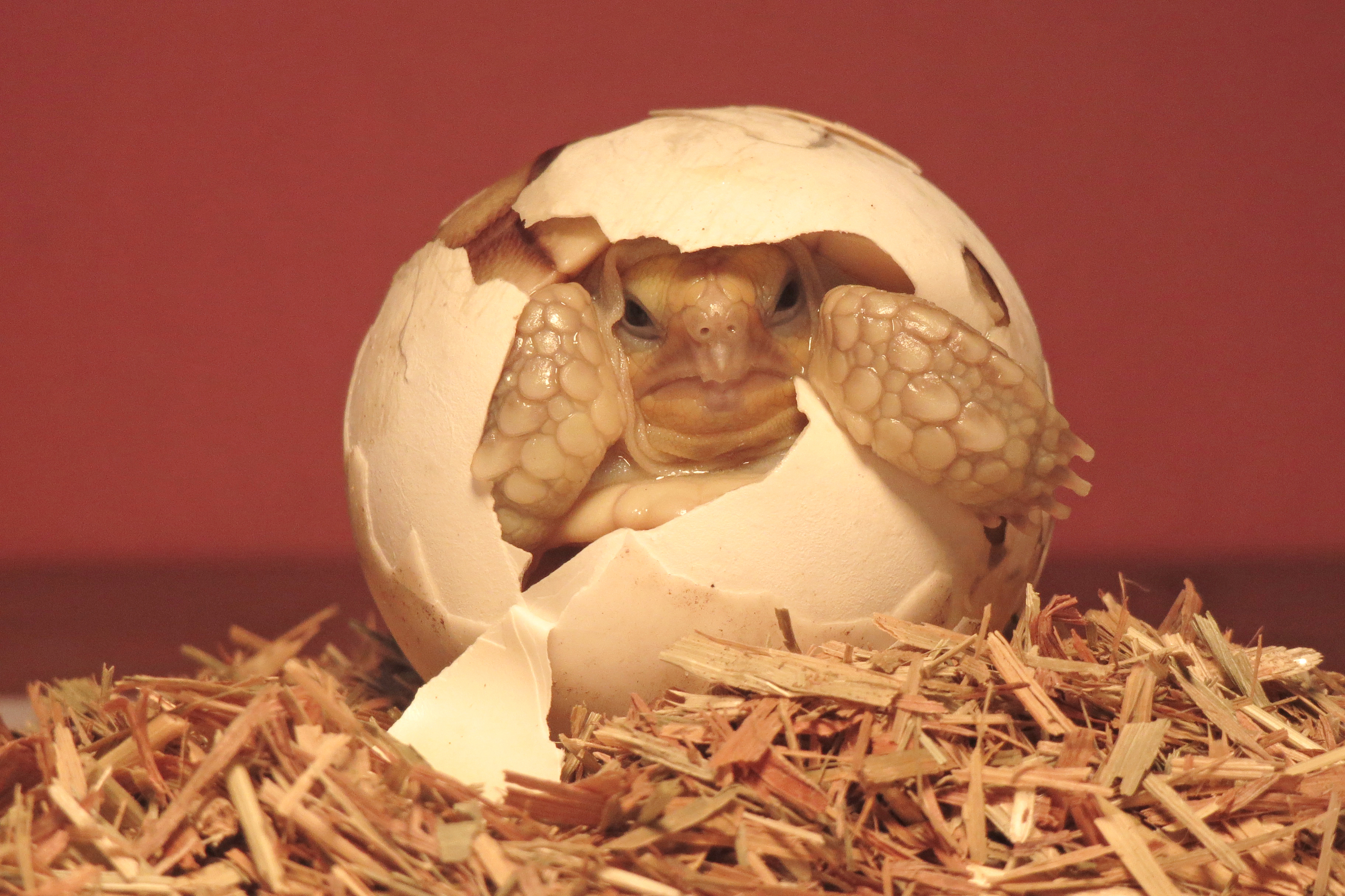 Beginning (Part7): Kalam Argument – Conclusion